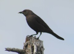 Euphagus