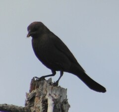 Euphagus