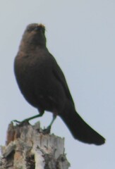 Euphagus