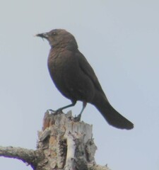 Euphagus