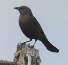 Euphagus
