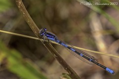 Enallagma recurvatum