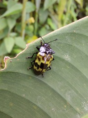 Prepopharus eduardoi