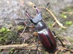 Lucanus datunensis