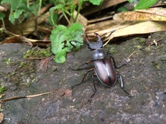 Lucanus datunensis