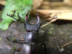 Lucanus datunensis