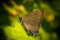 Satyrium caryaevorus