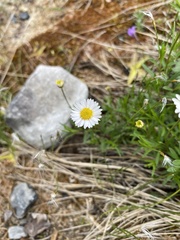 Erigeron hyssopifolius