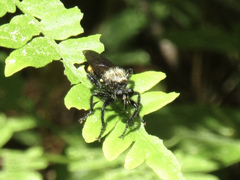 Laphria altitudinum