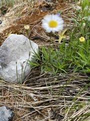 Erigeron hyssopifolius