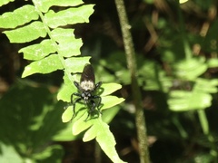 Laphria altitudinum