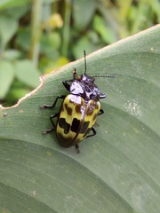 Prepopharus eduardoi