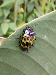 Prepopharus eduardoi