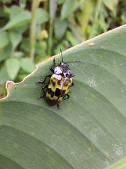 Prepopharus eduardoi