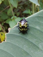 Prepopharus eduardoi