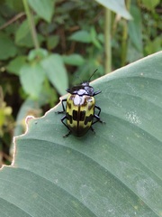 Prepopharus eduardoi