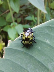 Prepopharus eduardoi