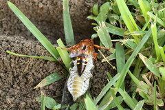 Sphecius