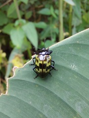 Prepopharus eduardoi