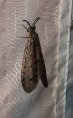 Brachynemurus nebulosus