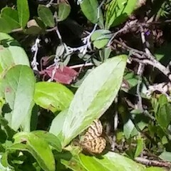 Epelis truncataria