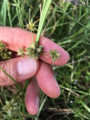 Cyperus elegans