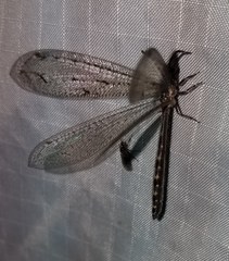 Brachynemurus nebulosus