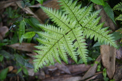 Dryopteris formosana
