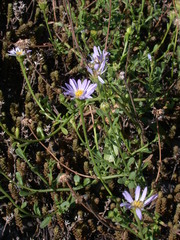 Aster oldhamii