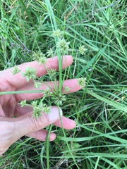 Cyperus elegans