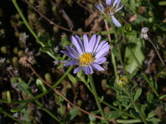 Aster oldhamii