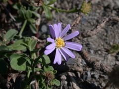 Aster oldhamii