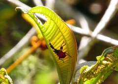 Trachelophorus giraffa