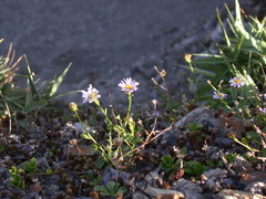 Aster oldhamii