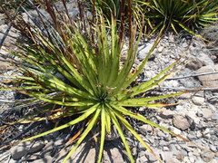 Hechtia texensis