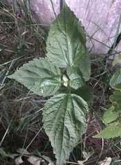 Ageratina altissima