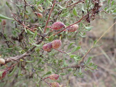 Persoonia cuspidifera