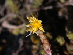 Sedum sasakii