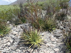 Hechtia texensis