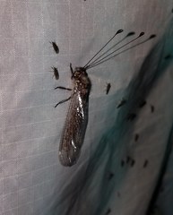 Ululodes quadripunctatus