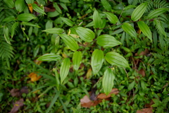 Disporum kawakamii