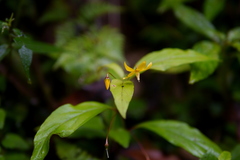 Lysimachia ardisioides