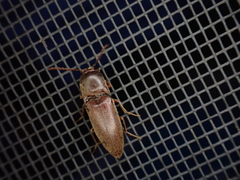 Diplostethus carolinensis