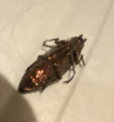 Agrilus cuprescens