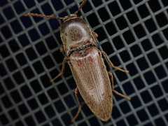 Diplostethus carolinensis