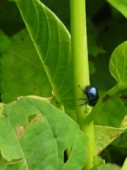 Platycorynus peregrinus