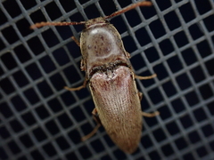 Diplostethus carolinensis