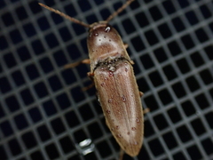 Diplostethus carolinensis