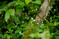 Trigonotis formosana