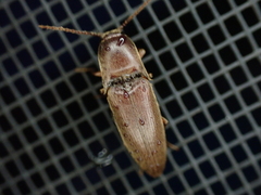 Diplostethus carolinensis